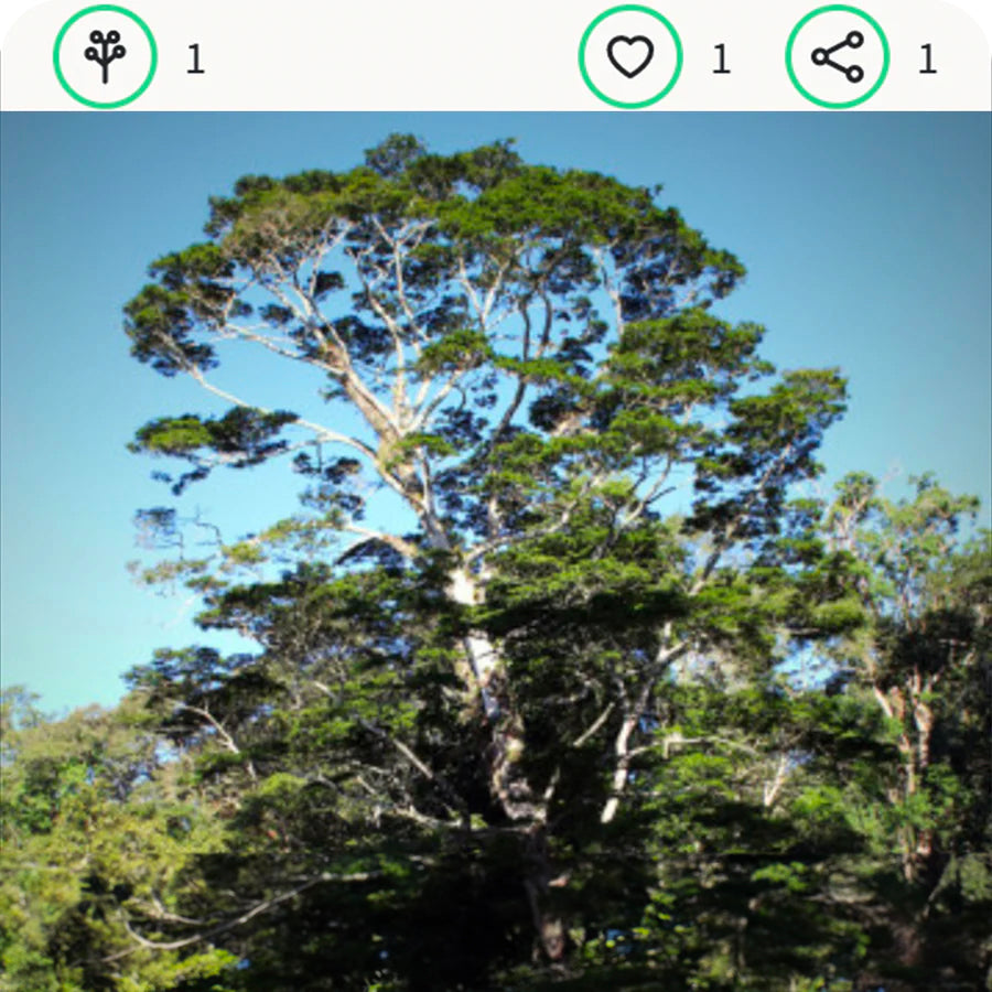 albero nella foresta